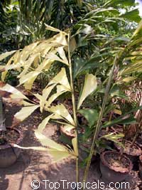 Caryota mitis, Fish Tail Palm

Click to see full-size image