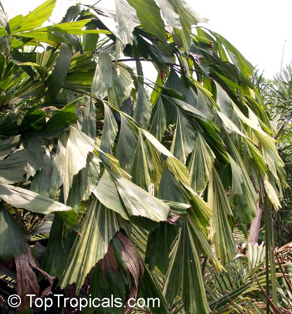 Caryota mitis, Fish Tail Palm. C. mitis variegata