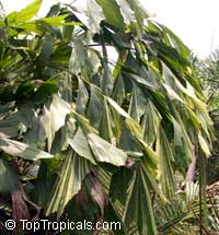 Caryota mitis, Fish Tail Palm

Click to see full-size image