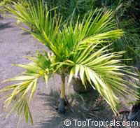 Veitchia merilli (Рождественская пальма) - растение