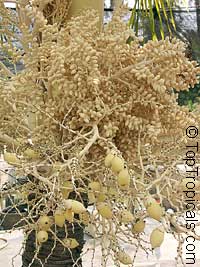 Adonidia merrillii, Veitchia merrilli, Christmas Palm

Click to see full-size image