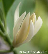 Magnolia lacei, White Michelia

Click to see full-size image
