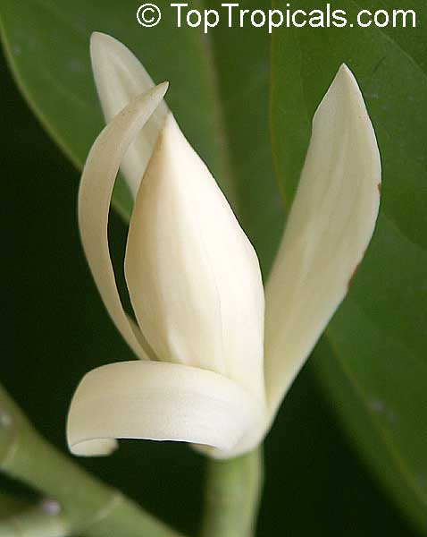 Magnolia lacei, White Michelia