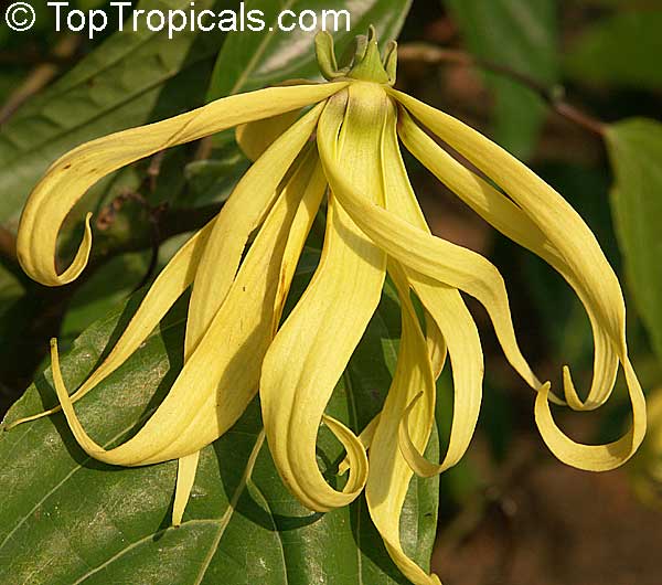 Cananga  Rare plant nursery - Top Tropicals