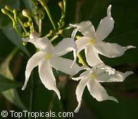 Tabernaemontana orientalis, Ervatamia orientalis, Ervatamia pubescens, Ervatamia floribunda, Banana Bush, Native Gardenia

Click to see full-size image