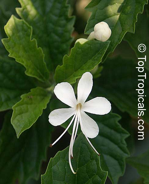 Clerodendrum calamitosum, White Butterfly Bush