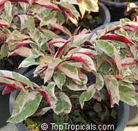 Excoecaria cochinchinensis, Excoecaria bicolor, Strawberry Cream, Jungle Fire, Chinese croton, Variegated Leaf

Click to see full-size image