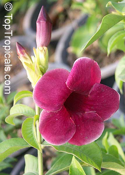 Allamanda blanchetii, Allamanda violacea, Cherry Allamanda, Purple Allamanda