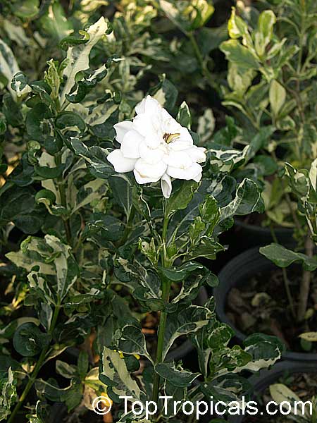 Gardenia sp. variegata, Variegated gardenia