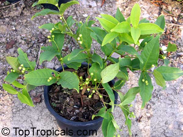 Syzygium samarangense, Syzygium javanicum, Eugenia javanica, Wax jamboo, Java apple, Macopa