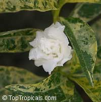 Tabernaemontana sp. variegata, Variegated Tabernaemontana

Click to see full-size image