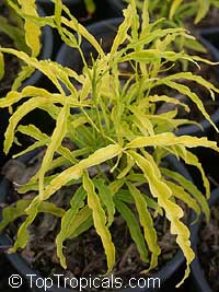 Melicope denhamii, Euodia ridleyi, Evodia

Click to see full-size image