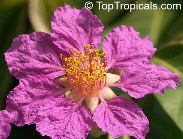 Lagerstroemia speciosa, Lagerstroemia flos reginae, Queens Crape Myrtle, Queens flower, Pride of India, Banaba.