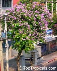 Lagerstroemia speciosa, Lagerstroemia flos reginae, Queens Crape Myrtle, Queens flower, Pride of India, Banaba.

Click to see full-size image