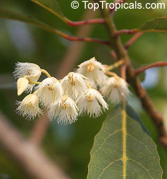 Elaeocarpus hygrophyllus, Blue Olive Berry, Scrub Ash, Ash Quandong, Fairy Petticoats, Native Olive, White Boree, Fringe Bells, Fairy Petticoats