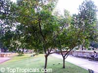 Elaeocarpus