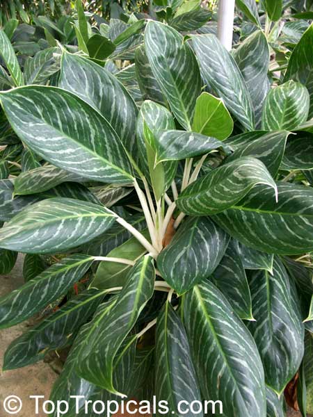 Aglaonema nitidum, Chinese Evergreen, Painted Drop Tongue, Silver Evergreen