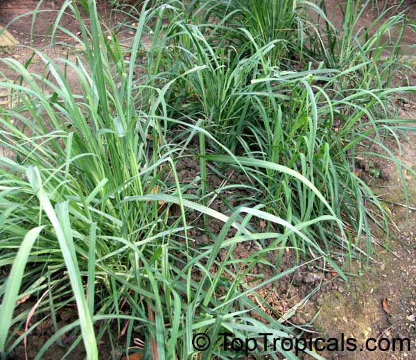 Cymbopogon citratus, Lemon Grass, Oil Grass