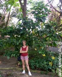 Morinda citrifolia, Noni, Great Morinda, Indian Mulberry, Mengkudu (Malay), Nonu/Nono (Pacific Islands)

Click to see full-size image