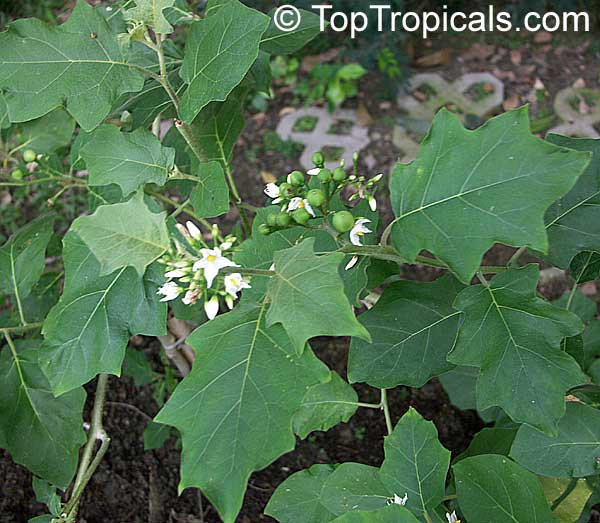 Solanum torvum, Turkeyberry, Devil's Fig