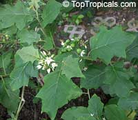 Solanum torvum, Turkeyberry, Devil's Fig

Click to see full-size image