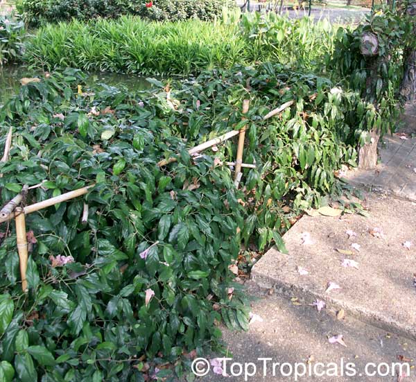 Piper retrofractum, Chavica officinarum, Piper chaba, Piper officinarum, Long Pepper, Balinese Pepper