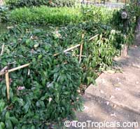 Piper retrofractum, Chavica officinarum, Piper chaba, Piper officinarum, Long Pepper, Balinese Pepper

Click to see full-size image