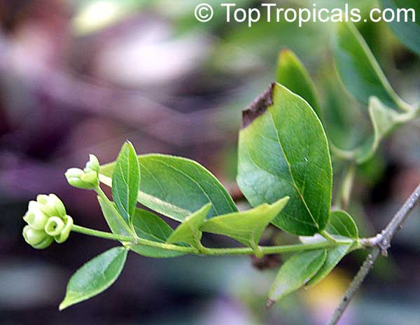 Nyctanthes arbor-tristis, Arbor Tristis, Sad tree, Night Jasmine, Parijat, Harsingar 