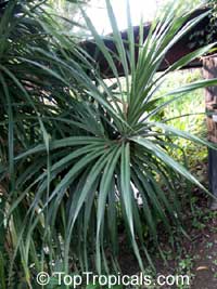 Pandanus odoratissimus, Pandanus fascicularis, Umbrella tree, Screw pine, Screw tree, Kewra, Kewda, Kewara

Click to see full-size image