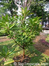 Dillenia indica, Dillenia speciosa, Elephant Apple, Chulta, Hondapara Tree, Ma-tad

Click to see full-size image