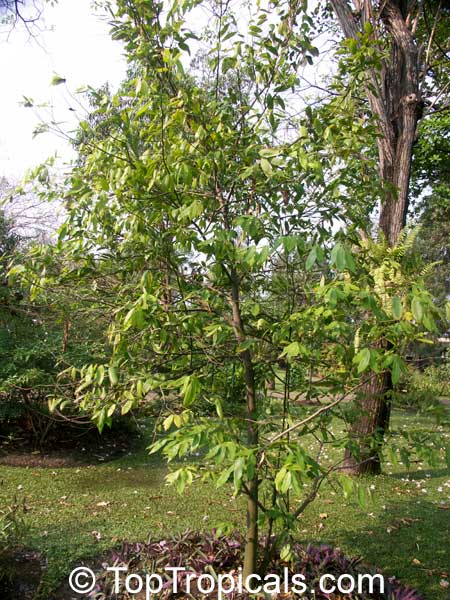 Melodorum fruticosum, White Cheesewood
