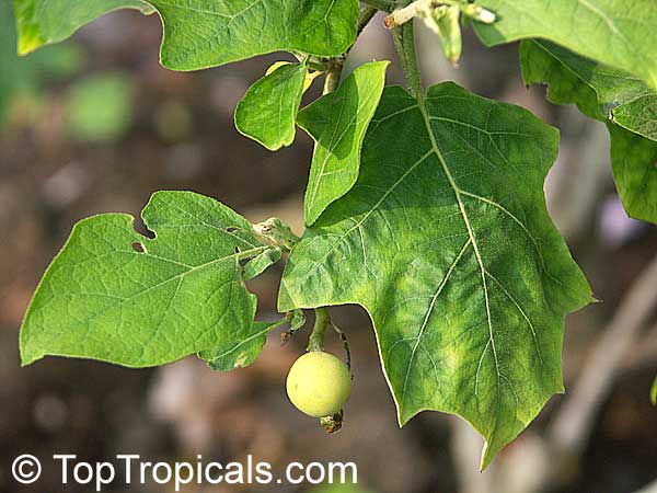 Solanum torvum, Turkeyberry, Devil's Fig