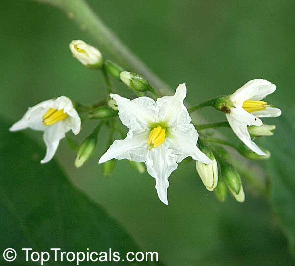 Solanum torvum - seeds