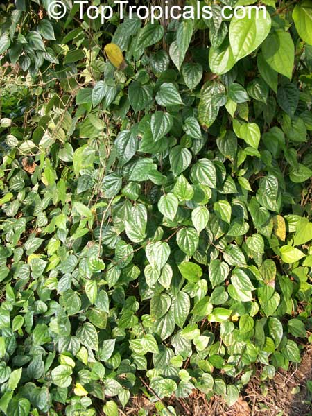 Piper betle, Betel leaf