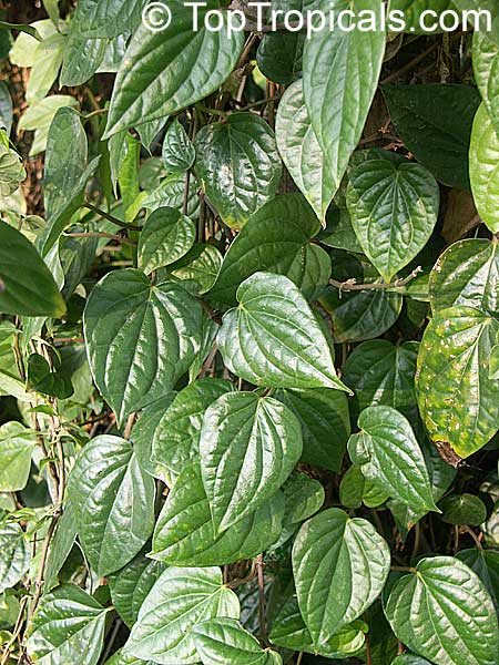 Piper betle - Betel leaf