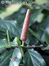 Piper retrofractum, Chavica officinarum, Piper chaba, Piper officinarum, Long Pepper, Balinese Pepper

Click to see full-size image