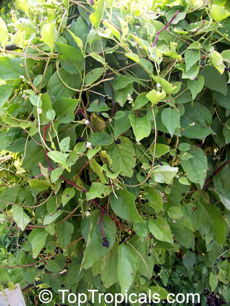 Basella alba, Ceylon Spinach, Malabar Spinach