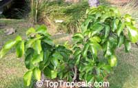 Sandoricum koetjape, Sandoricum indicum, Santol, Kechapi, Lolly Fruit

Click to see full-size image