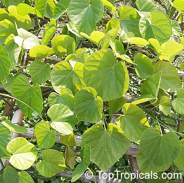 Tinospora crispa, Cocculus crispum, Menispermum crispum, Putarwali