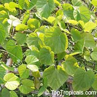 Tinospora crispa, Cocculus crispum, Menispermum crispum, Putarwali

Click to see full-size image