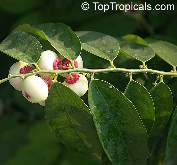 Sauropus androgynus, Katuk, Star Gooseberry, Sweet Leaf, Tropical Asparagus, Chang Kok, Manis, Nutty Leaf, Rau Ngot