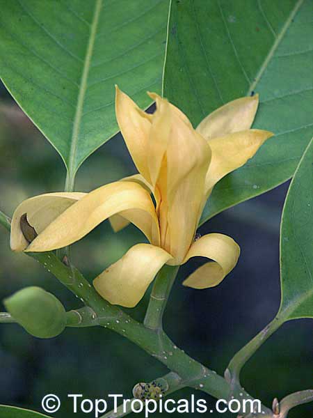 Magnolia rajaniana, Michelia champaca Rajaniana, Champa Khao, Cream colored Champa, Magnolia Ivory, Champee Si Nuan, Peacock Magnolia