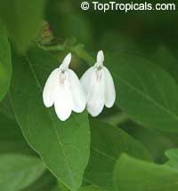 Rhinacanthus nasutus, Dainty Spurs

Click to see full-size image