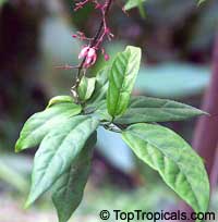 Clerodendrum sp., Clerodendron

Click to see full-size image