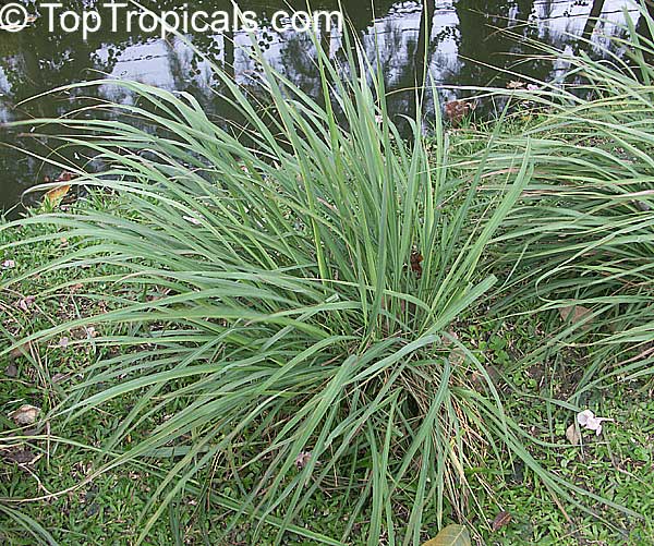 Cymbopogon nardus, Citronella Grass, Nardus, Nard Grass, Mana Grass
