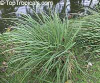 Cymbopogon nardus - Citronella grass

Click to see full-size image