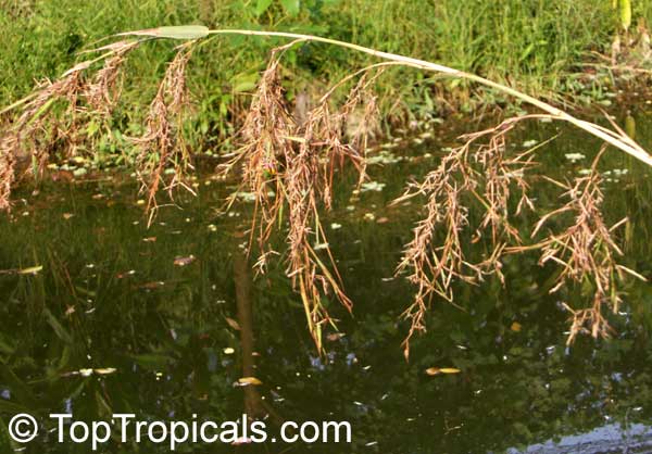 Cymbopogon nardus, Citronella Grass, Nardus, Nard Grass, Mana Grass. Flowers and seeds