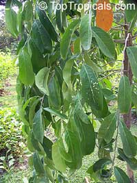 Kopsia arborea, Pin-mala

Click to see full-size image