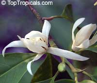 Magnolia sirindhorniae, Magnolia ballonii, Magnolia

Click to see full-size image