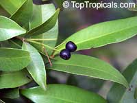Syzygium campanulatum, Syzygium myrtifolium, Eugenia oleina, Wild Cinnamon

Click to see full-size image